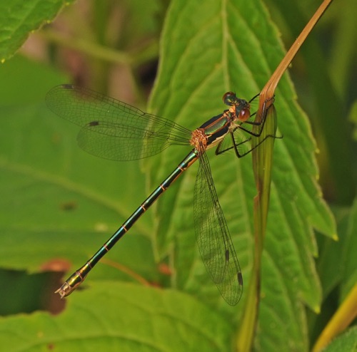 Female
18 June 2014 Rusk, WI